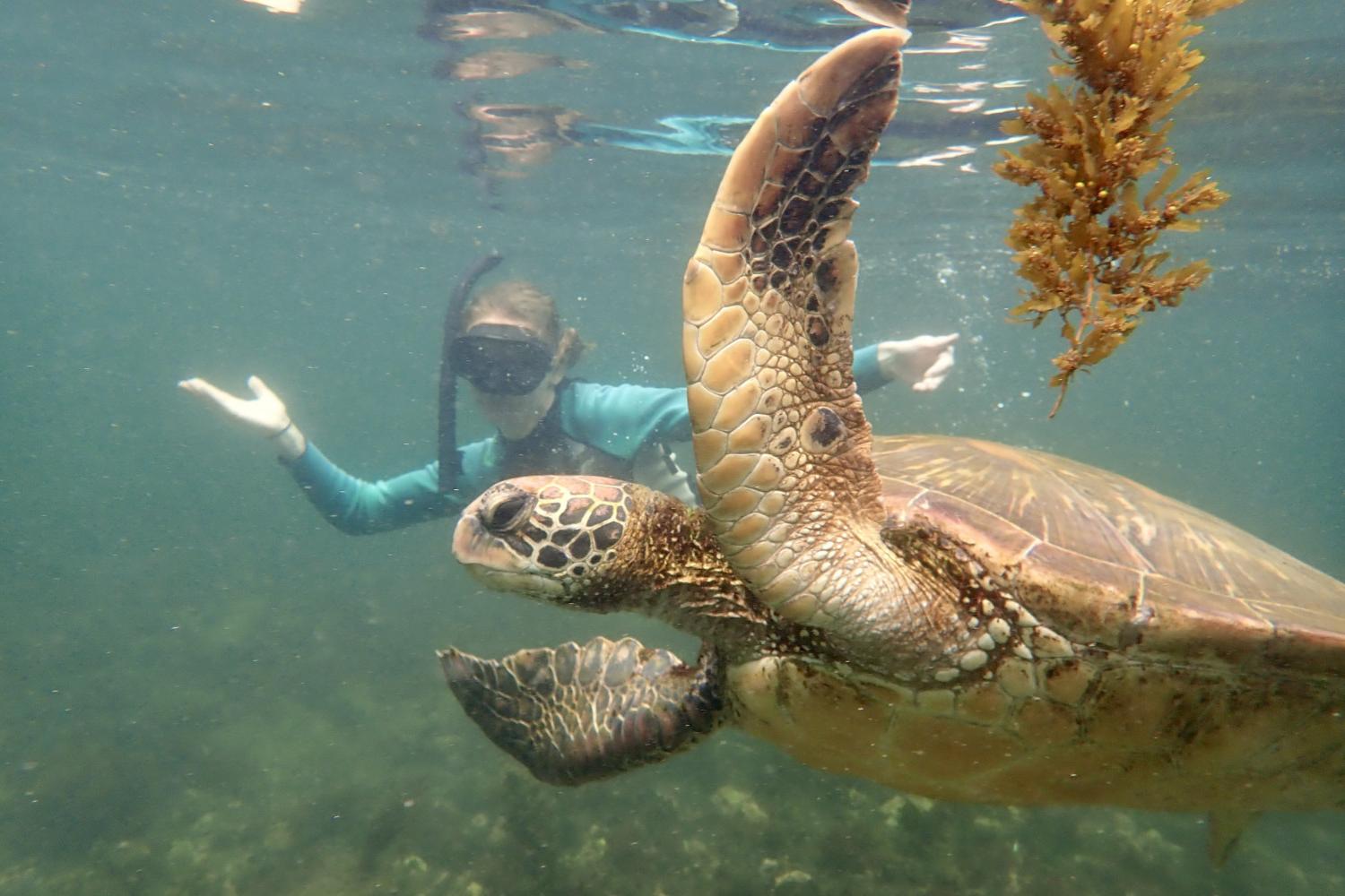一名<a href='http://stock.10jqka.com.cn.lfkgw.com'>博彩网址大全</a>学生在Galápagos群岛游学途中与一只巨龟游泳.